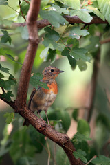 The European robin (Erithacus rubecula), known simply as the robin or robin redbreast, young