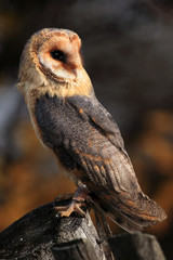 The barn owl (Tyto alba) sitting on a wooden fence