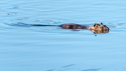 Fototapeta premium Swimming Muskrat