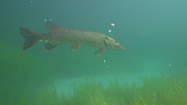 Esox Lucius - Hecht 2