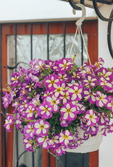 beautiful purple Petunia planted in a pot in the garden