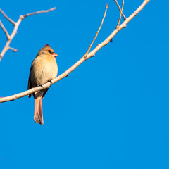 Female Northern Cardinal