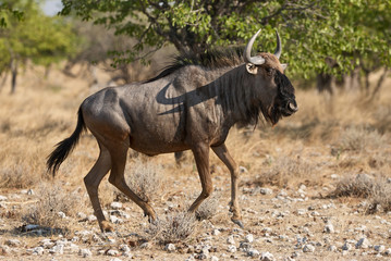 Naklejka na ściany i meble Wildebeest running in the savannah