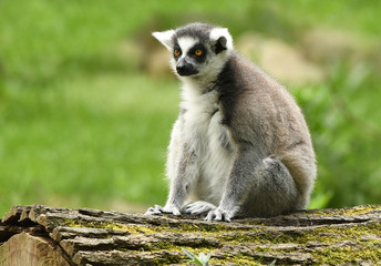 Ring-tailed lemur (Lemur catta)