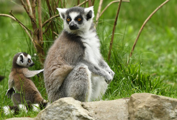 Ring-tailed Lemur (Lemur catta)