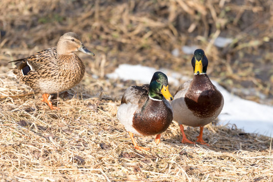 Trio of Mallard Ducks