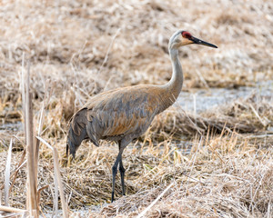 Sandhill Crane