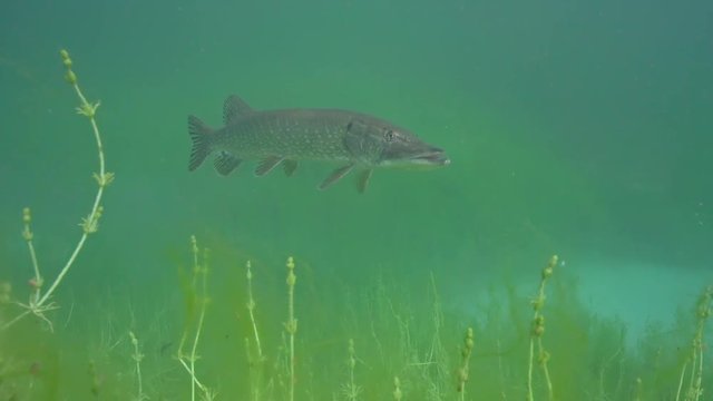 Esox Lucius - Hecht 3