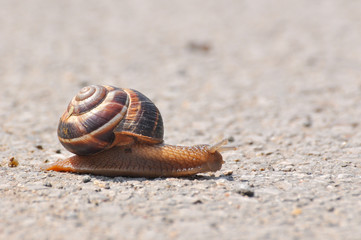 Snail crawling on the asphalt road. Burgundy snail, Helix, Roman snail, edible snail or escargot crawling