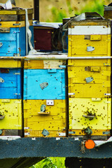Bee hives are arranged in rows one above the other