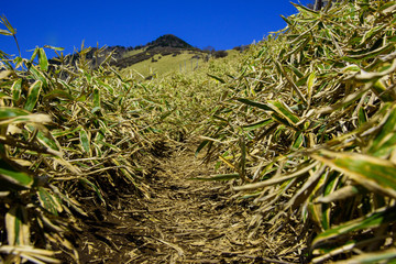 Path of bamboo grass