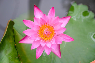 lotus flower in the garden