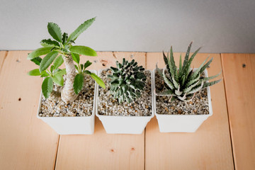 succulents or cactus in concrete pots over white background on the shelf