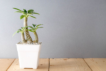 succulents or cactus in concrete pots over white background on the shelf