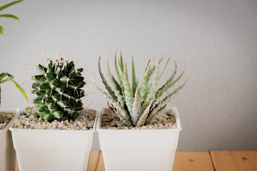 succulents or cactus in concrete pots over white background on the shelf