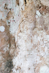 Tree bark texture background
