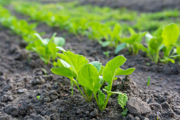young sprout rows in the field in a spring