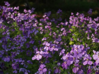 オオアラセイトウ（ムラサキハナナ）の花