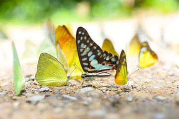 Butterflies are feeding mineral at Kaeng Krachan National Park, Thailand.
