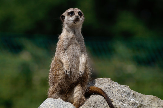 erdm&auml;nnchen h&auml;lt ausschau