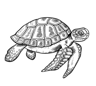 Hand drawn sea turtle