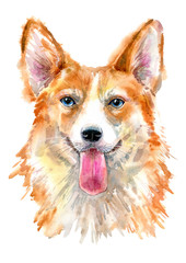 Pembroke Welsh Corgi portrait.Greeting card of a dog.House pet.Watercolor hand drawn illustration.White background.
