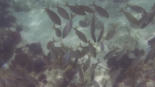Costa Brava, diving the Mediterranean sea, School of fish, Spain