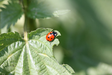 ladybug on kettle