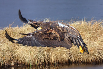 White-tailed eagle (Haliaeetus albicilla) are also known as sea eagle flying
