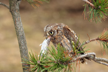 The Eurasian scops owl (Otus scops) or the European scops owl or just scops owl sitting on a branch of pine with prey - mice