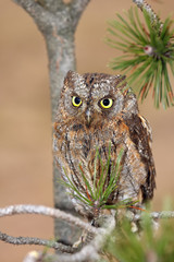 The Eurasian scops owl (Otus scops) or the European scops owl or just scops owl sitting on a branch of pine