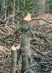  trees damaged by beavers.