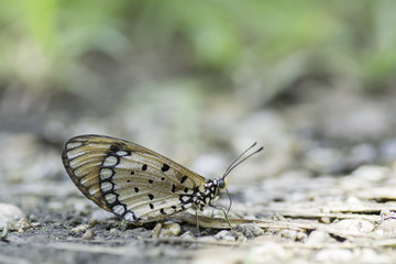 Butterfly, wings, brown and black spots On the ground