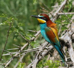 European bee-eater, Merops apiaster