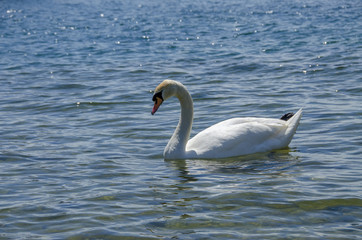 Fototapeta na wymiar Swan in water