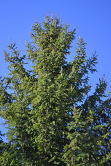 High pine on a background of blue sky