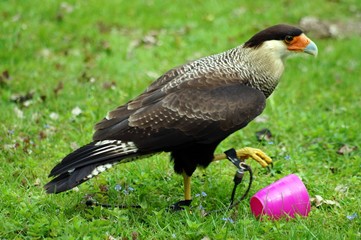 Karibikkarakara (Caracara cheriway cheriway)