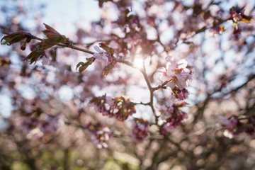 blossom sakura in warm spring sunset