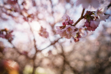 blossom sakura in warm spring sunset