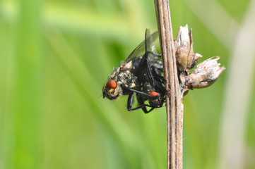 Couple of house flies mating in wild. Macro of fly insect close up in the grass.
