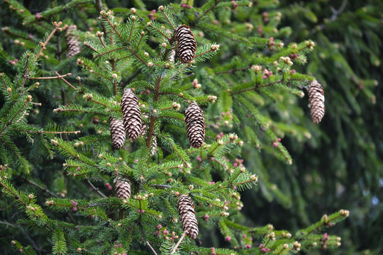 Branch of pine with cones