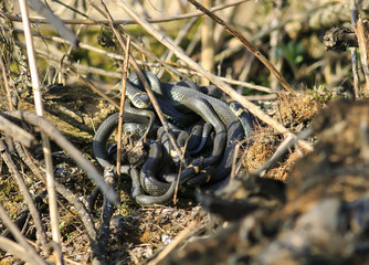 bunch of black water snakes entwined in a dangerous and nasty tangle