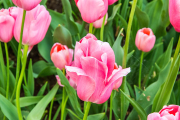 tulipani - 154669027