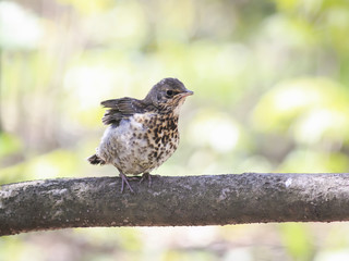 funny little chick Blackbird sitting in a tree waiting for the parents and flaps its wings