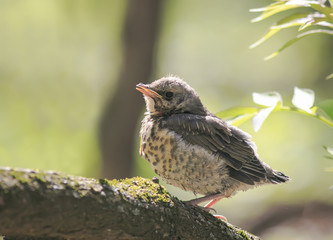 funny little chick Blackbird sitting in a tree waiting for the parents