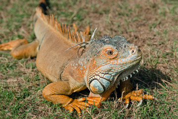 Iguana orange wild male lizard tropical exotic animal close up Trinidad and Tobago