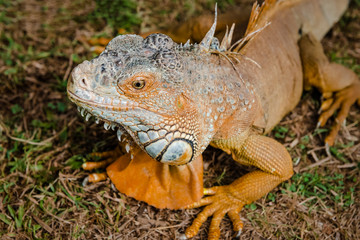 Iguana orange wild male lizard tropical exotic animal close up Trinidad and Tobago