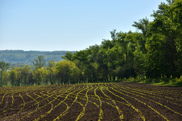 Fototapeta na wymiar little shoots of corn in a field near the forest