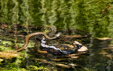 Ringelnatter (Natrix Natrix)