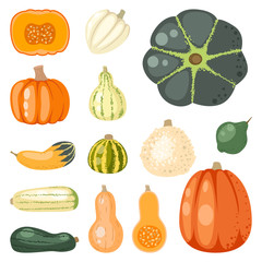 Fresh orange pumpkin decorative seasonal ripe food organic healthy vegetarian vegetable vector